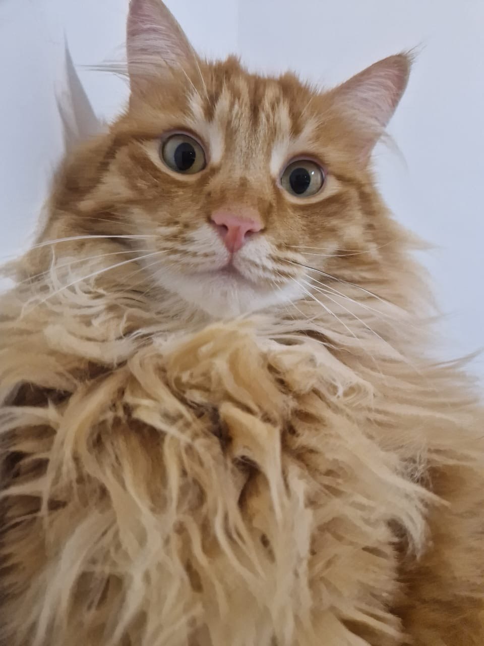 Portrait rapproché d'un chat roux à poils longs