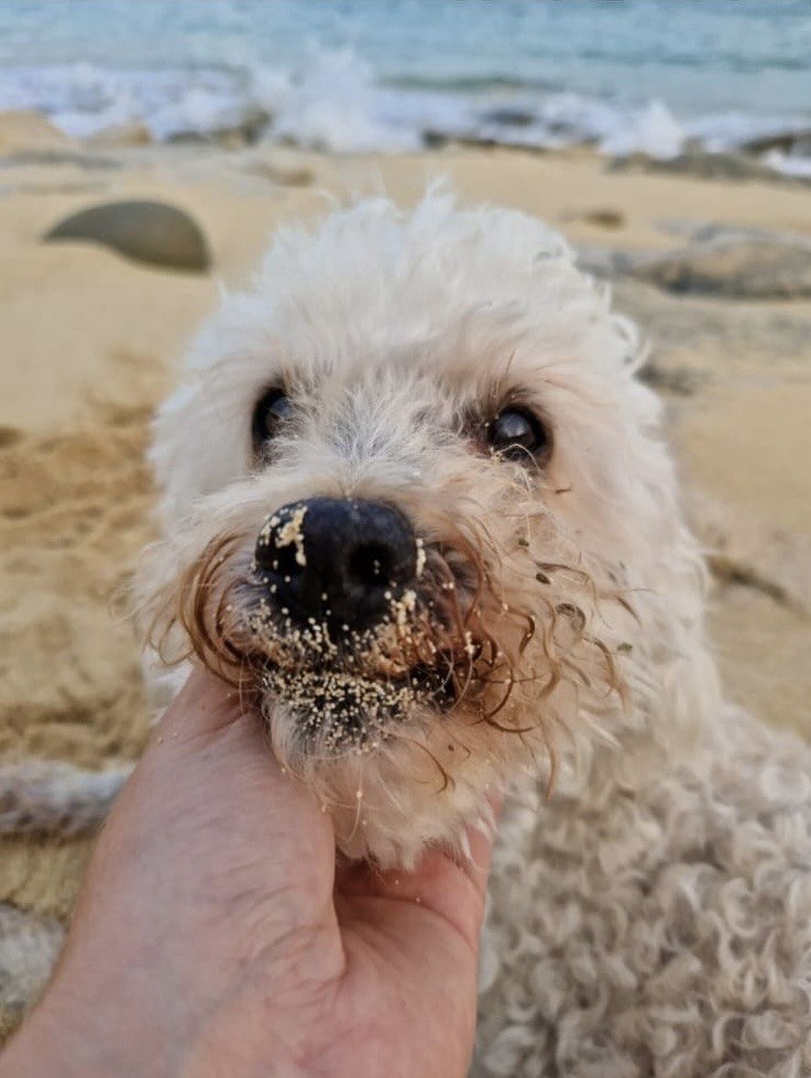 Le chien de Barbara, museau plein de sable, à la plage